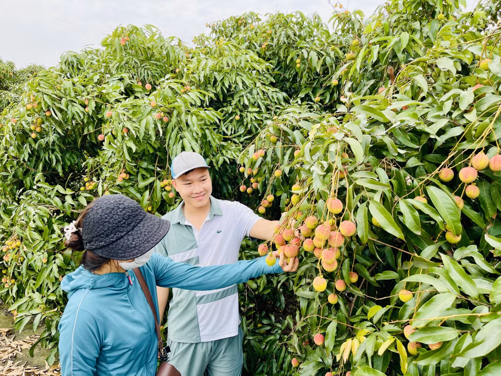 Thương lái đến tận vườn gia đình ông Đinh Văn Hoàng (khu Hiệp Thanh) để thu mua vải.