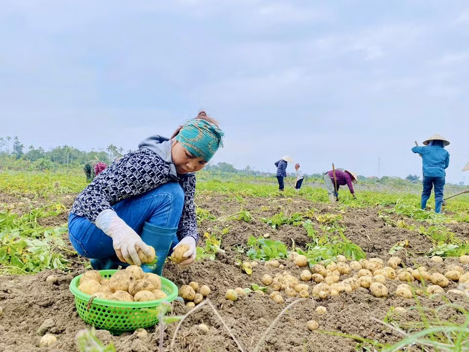 Bà con nông dân bản Cấu Lìm, xã Quảng Đức xuống đồng từ mùng 5 Tết để thu hoạch khoai tây. Ảnh: Hội Nông dân xã Quảng Đức