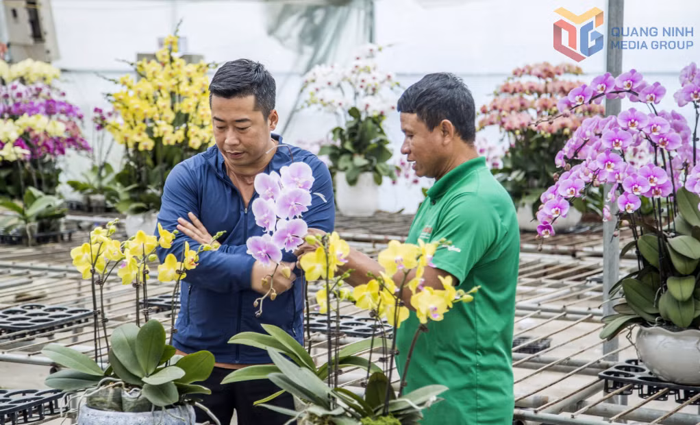Anh Lê Thế Phước (bên phải) chủ nhà vườn tại khu Trới 5, phường Hoành Bồ, cho biết, năm nay nhu cầu chơi hoa lan vẫn rất cao và người dân mua hoa cũng sớm hơn vừa để trang hoàng nhà cửa, vừa dùng làm quà biếu, tặng.