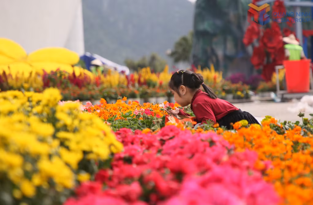 Hàng triệu đoá hoa tươi thắm, rực rỡ khoe sắc bên bờ Di sản - Kỳ quan thiên nhiên thế giới vịnh Hạ Long thực sự đã tạo nên một không gian tươi đẹp, đượm hương sắc mùa xuân.