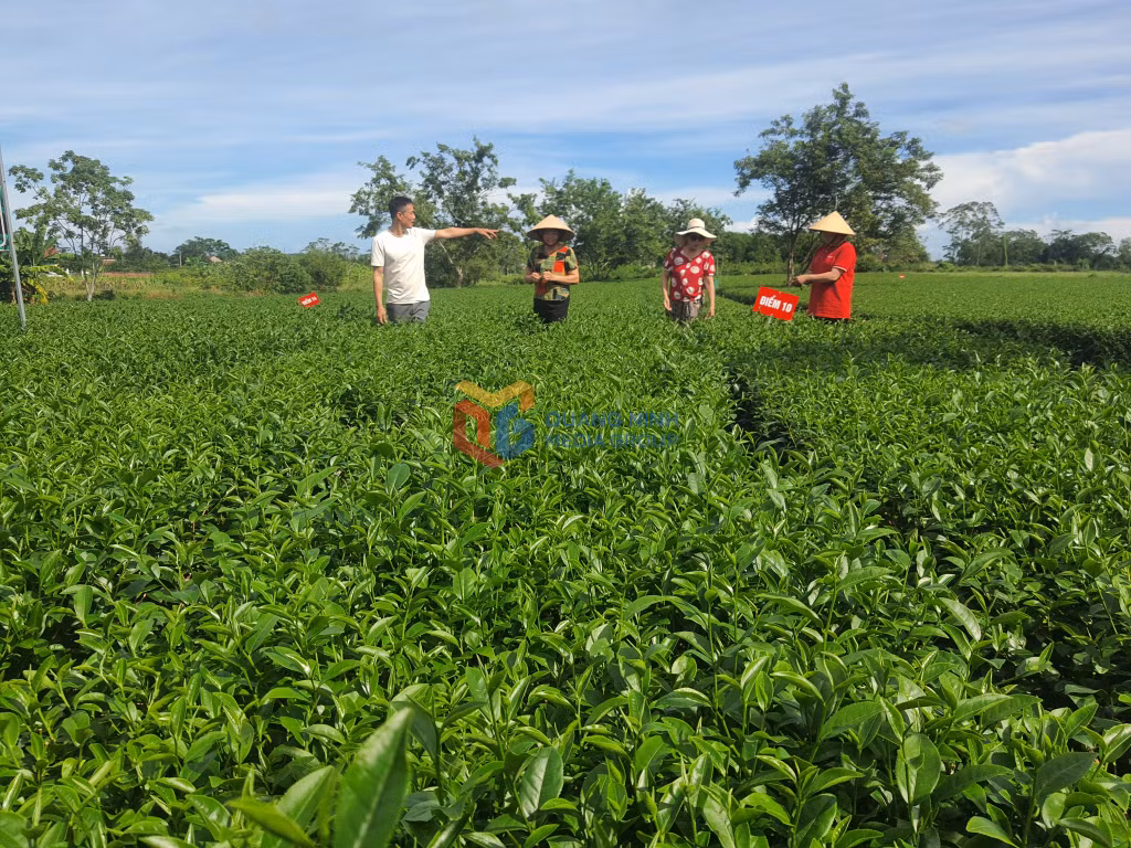 Đồi chè Đường Hoa đang được canh tác theo hướng hứu cơ.