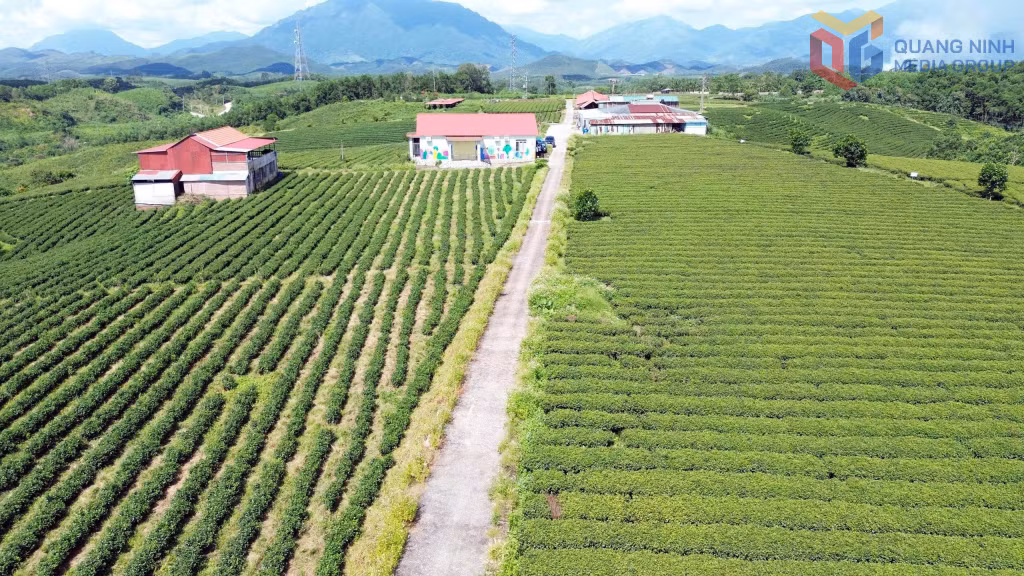 Hiện nay, xã Đường Hoa có khoảng 120 ha cây chè