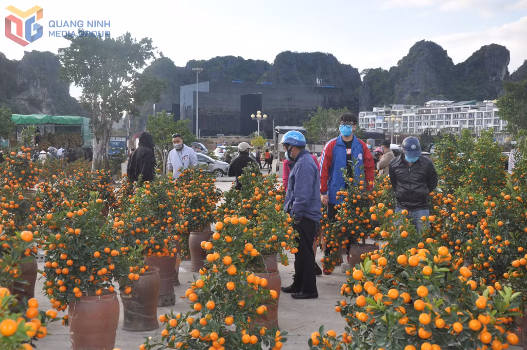 Người dân lựa chọn cây cảnh phục vụ nhu cầu trang trí nhà cửa trong dịp Tết.