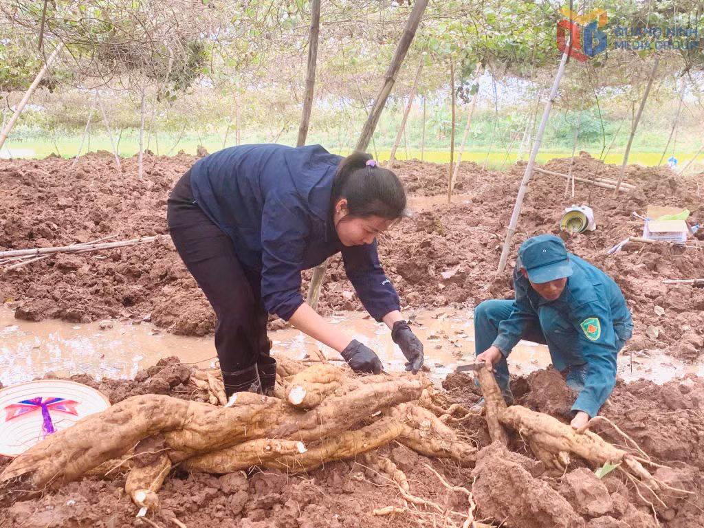 Nông dân phường Đông Triều thu hoạch sắn dây.