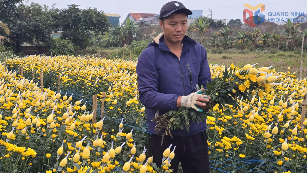 Nông dân xã Quảng Hà thu hoạch hoa phục vụ thị trường Tết.