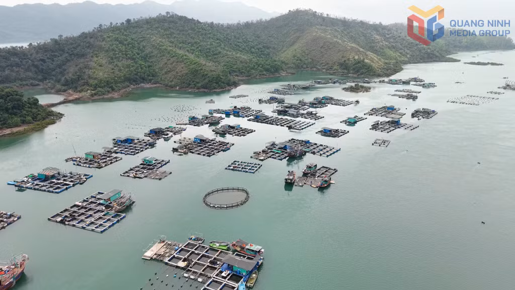 Xã Đầm Hà có hơn 2.730ha được quy hoạch để phục vụ nuôi trồng thủy sản đến năm 2025, định hướng 2030. 