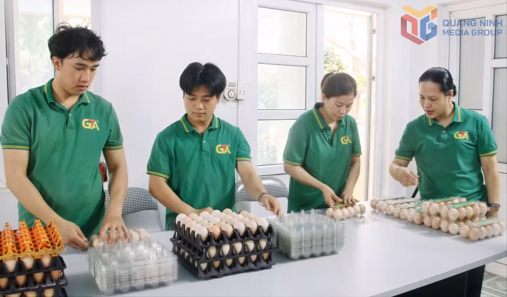 Đóng gói các sản phẩm trứng gà Tân An trước khi đưa ra thị trường.