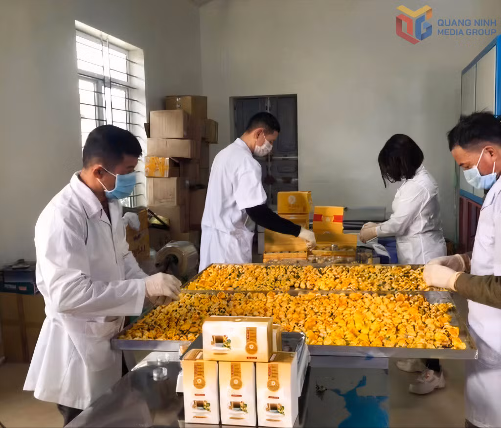 Sản phẩm trà hoa vàng Quy Hoa của Công ty TNHH Thương mại dịch vụ và XNK Quy Hoa (xã Quảng Hà) được áp dụng công nghệ sấy đông lạnh thăng hoa.