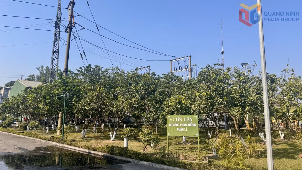 Vườn cây ăn quả đang sinh trưởng tốt ngay trong khuôn viên Phân xưởng Lọc sấy, Công ty Tuyển than Cửa Ông.
