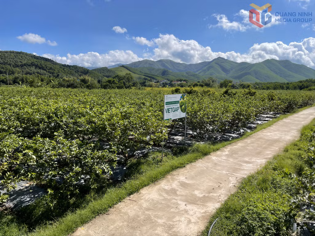 Vùng trồng ổi theo tiêu chuẩn VietGap tại phường Hoành Bồ.