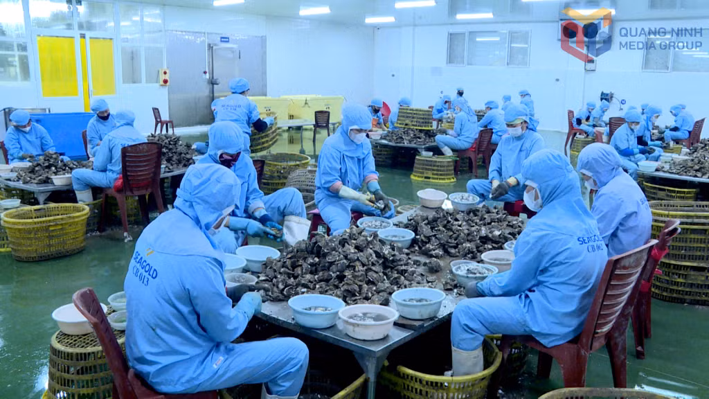Công ty CP Sea Gold vẫn liên tục có các đơn hàng nhuyễn thể xuất khẩu.