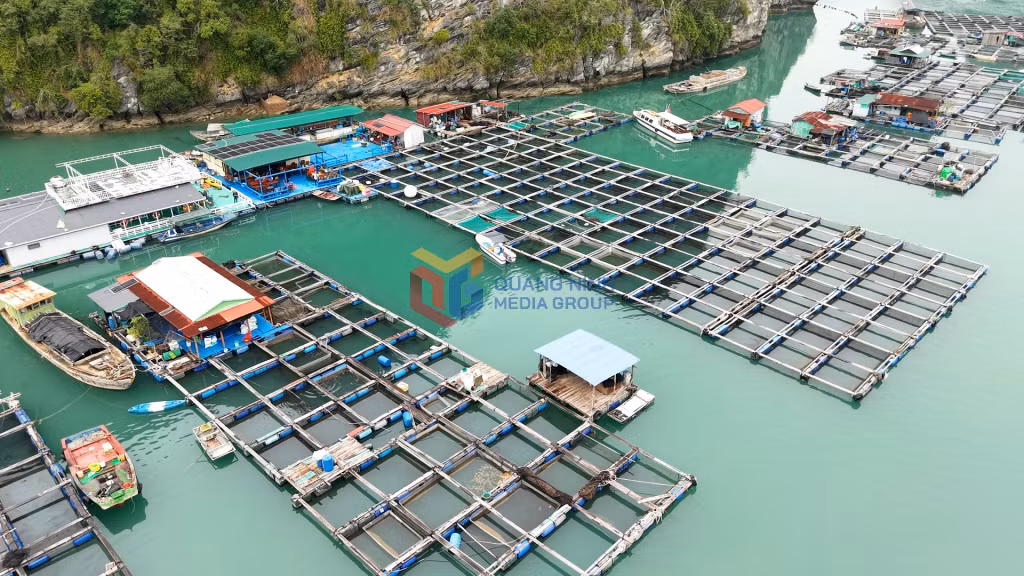 Hợp tác xã Làng chài Bái Tử Long
