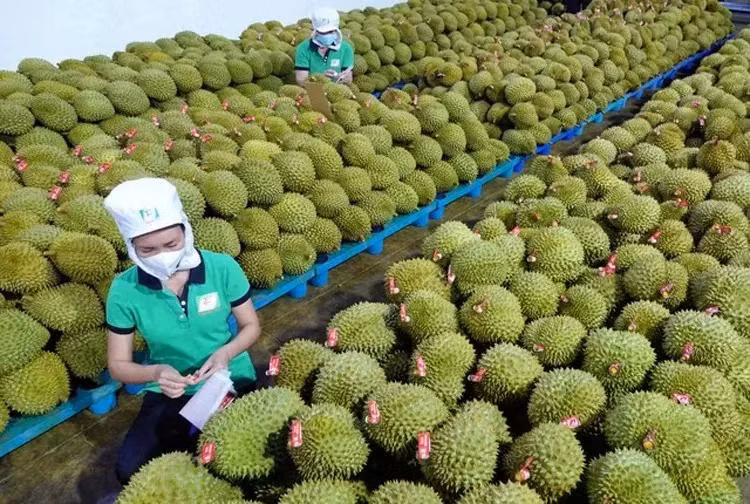 7 tháng đầu năm, rau quả tiếp tục là mặt hàng trong nhóm nông sản có kim ngạch xuất khẩu lớn nhất với 3,83 tỷ USD, tăng 24,3% so với cùng kỳ năm trước