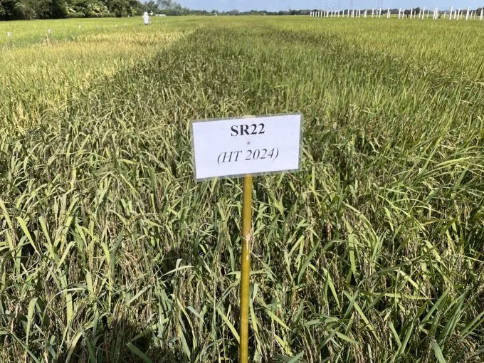 Giống lúa đen SR22 được trồng thực nghiệm tại Củ Chi. Ảnh: Hà An