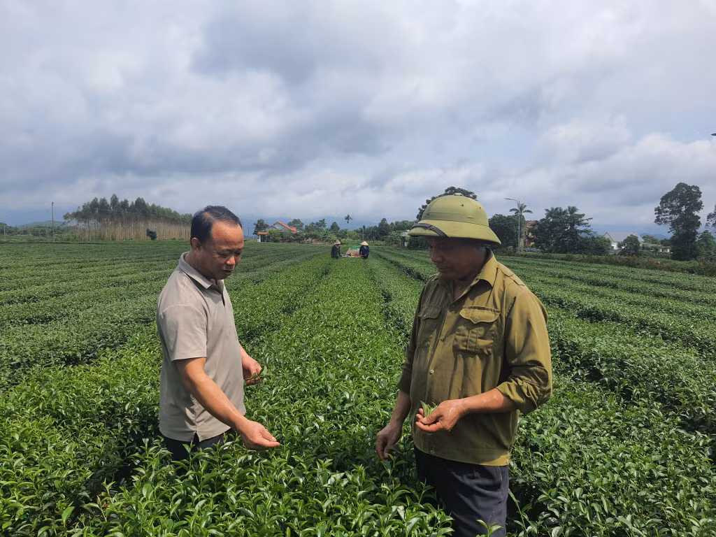 Cánh đồng trà Đường Hoa được người dân chăm sóc theo quy trình VietGAP, tạo ra sản phẩm có chất lượng và giá trị cao.