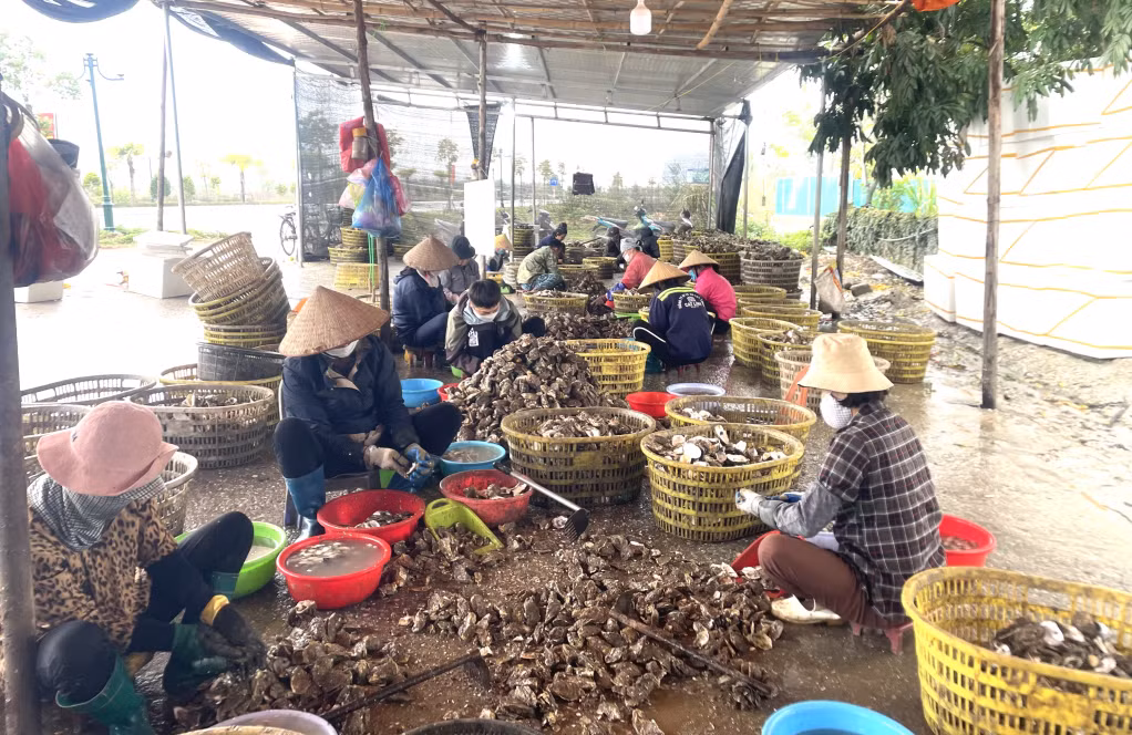 Nhiều cơ sở chế biến hàu nằm trong khu dân cư, tiềm ẩn nguy cơ gây ô nhiễm môi trường.