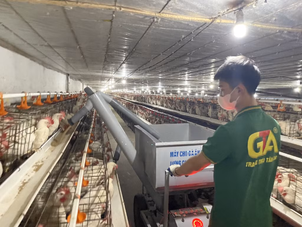 Trang trại Trứng gà Tân An (TX Quảng Yên) sử dụng máy cho gà ăn tự động để kiểm soát lượng thức ăn và nâng cao hiệu suất làm việc.