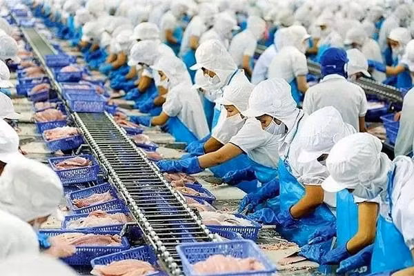 Mục tiêu 10 tỷ USD kim ngạch xuất khẩu trong năm 2024 của ngành thủy sản được các chuyên gia dự đoán sẽ dễ dàng đạt được. (Ảnh: Cục Thuỷ sản)