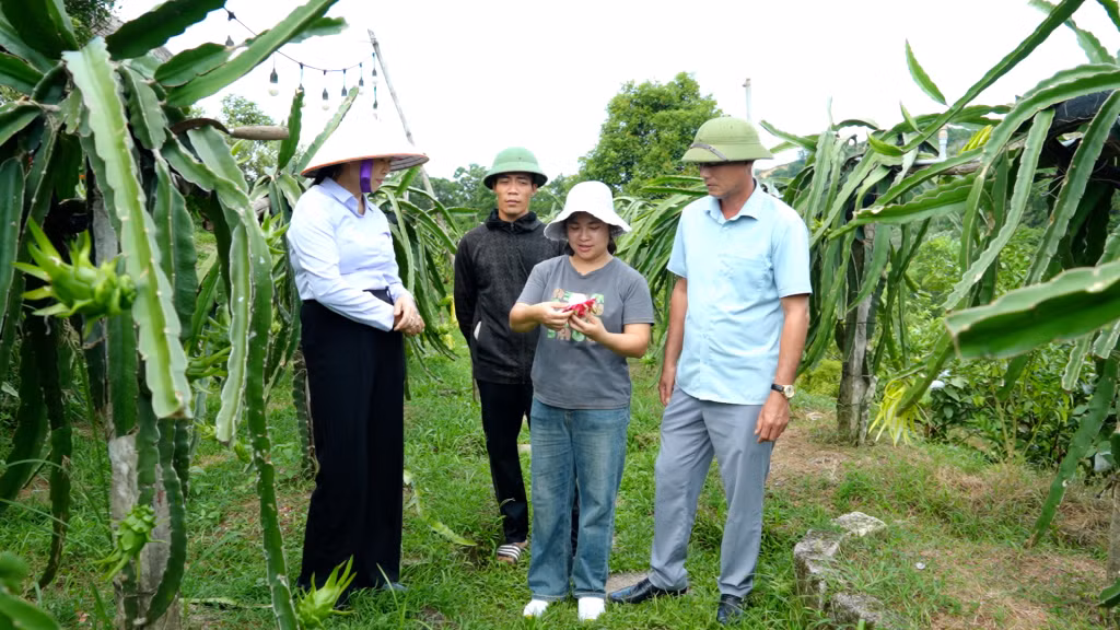 Du lịch kết hợp nông nghiệp đang là hướng đi của nhiều chủ vườn trên địa bàn huyện Vân Đồn.