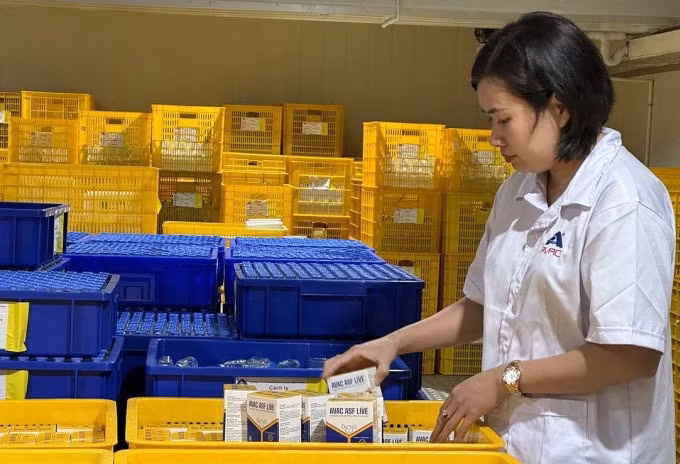 Nhân viên kiểm đếm vaccine Avac ASF Live tại kho. Ảnh: Quỳnh Trang