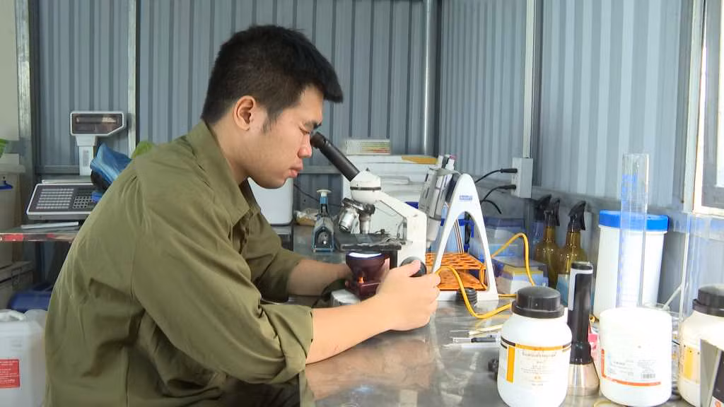 Nghiên cứu bảo tồn gen lợn Móng Cái tại HTX Sản xuất thực phẩm an toàn và Dịch vụ thương mại nông, lâm, ngư Hoàng Nam (TP Móng Cái). Ảnh tư liệu.