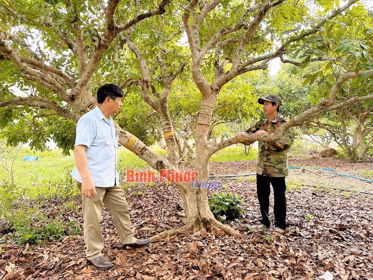 Nhờ trồng nhãn, gia đình ông Nguyễn Văn Tiến (phải) có nguồn thu gần 500 triệu đồng mỗi năm