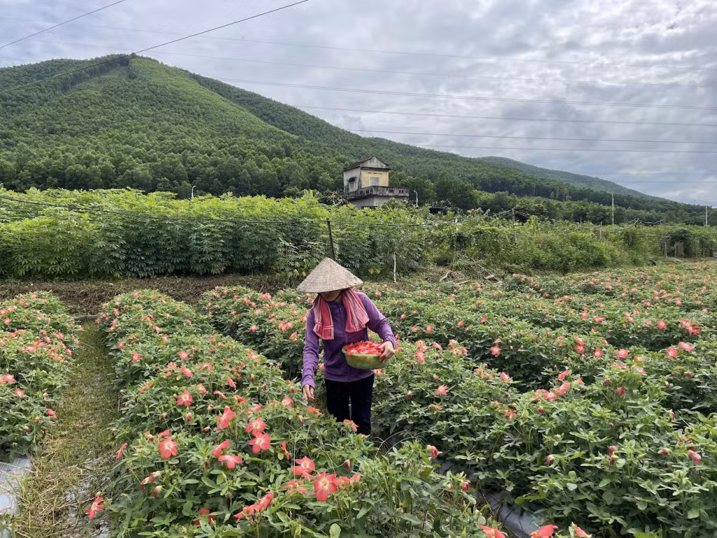 Chị Lã Thị Thu (xã Dân Chủ, TP Hạ Long) trồng, chăm sóc cây dược liệu.