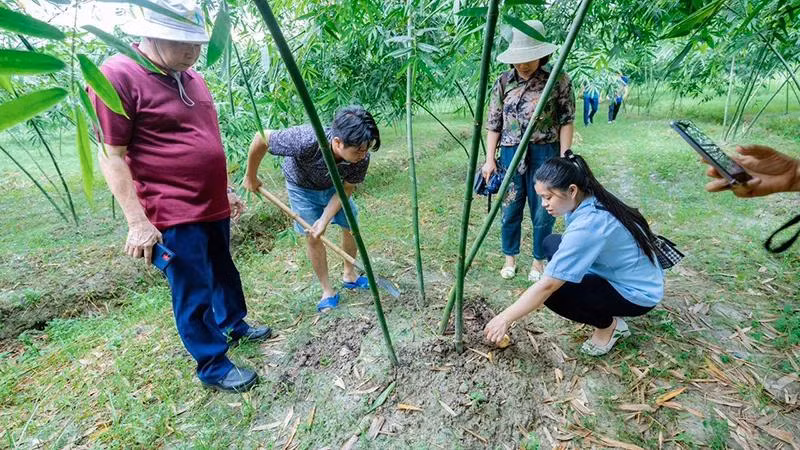 Mô hình trồng tre lấy măng theo quy trình sản xuất sạch ở huyện Tân Yên, tỉnh Bắc Giang. (Ảnh Ðỗ Tuấn)