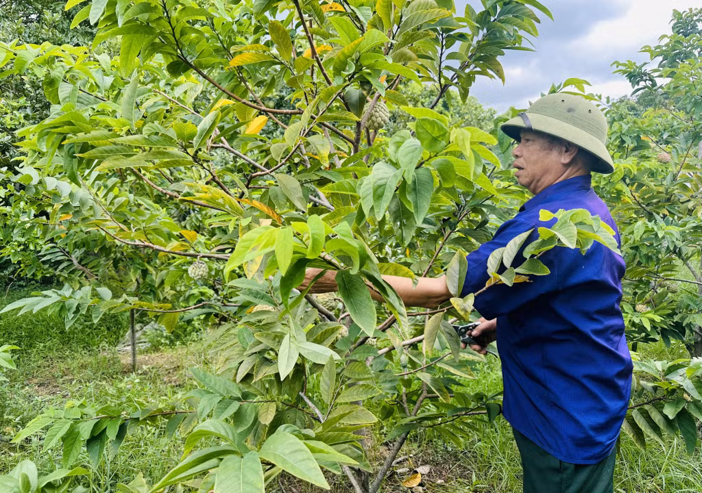 Ông Phạm Văn Cát (khu Tân Mai, phường Đông Mai, TX Quảng Yên) chăm sóc vườn cây na của gia đình.