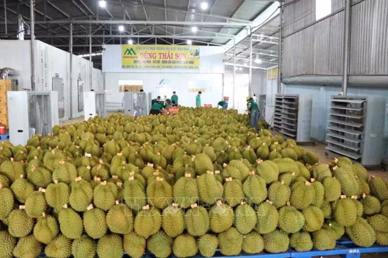 Xuất khẩu sầu riêng sang Trung Quốc. (Ảnh: TTXVN)