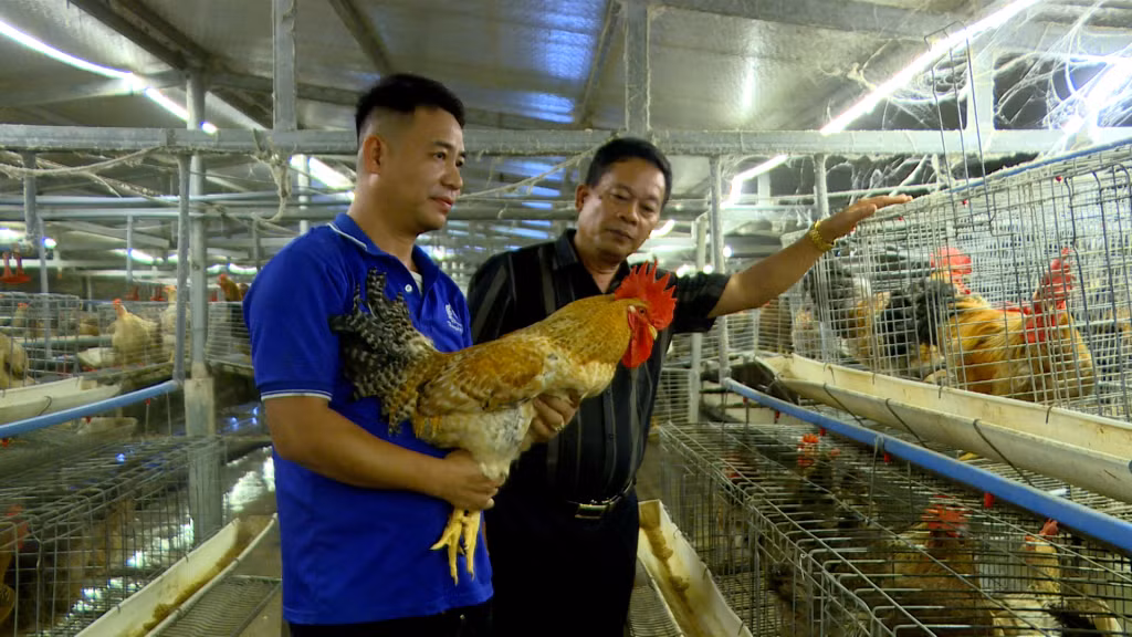 Mô hình nuôi gà bản của HTX Huyền Tuyền ở xã Quảng Tân, huyện Đầm Hà.