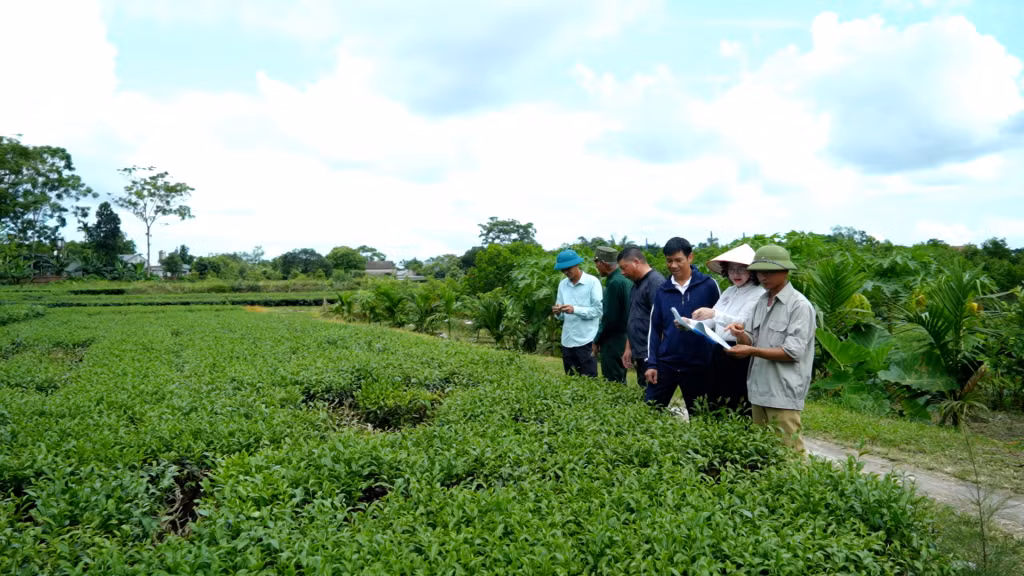 Chính quyền xã Quảng Thịnh (huyện Hải Hà) tích cực vận động nhân dân trồng chè theo quy trình VietGap