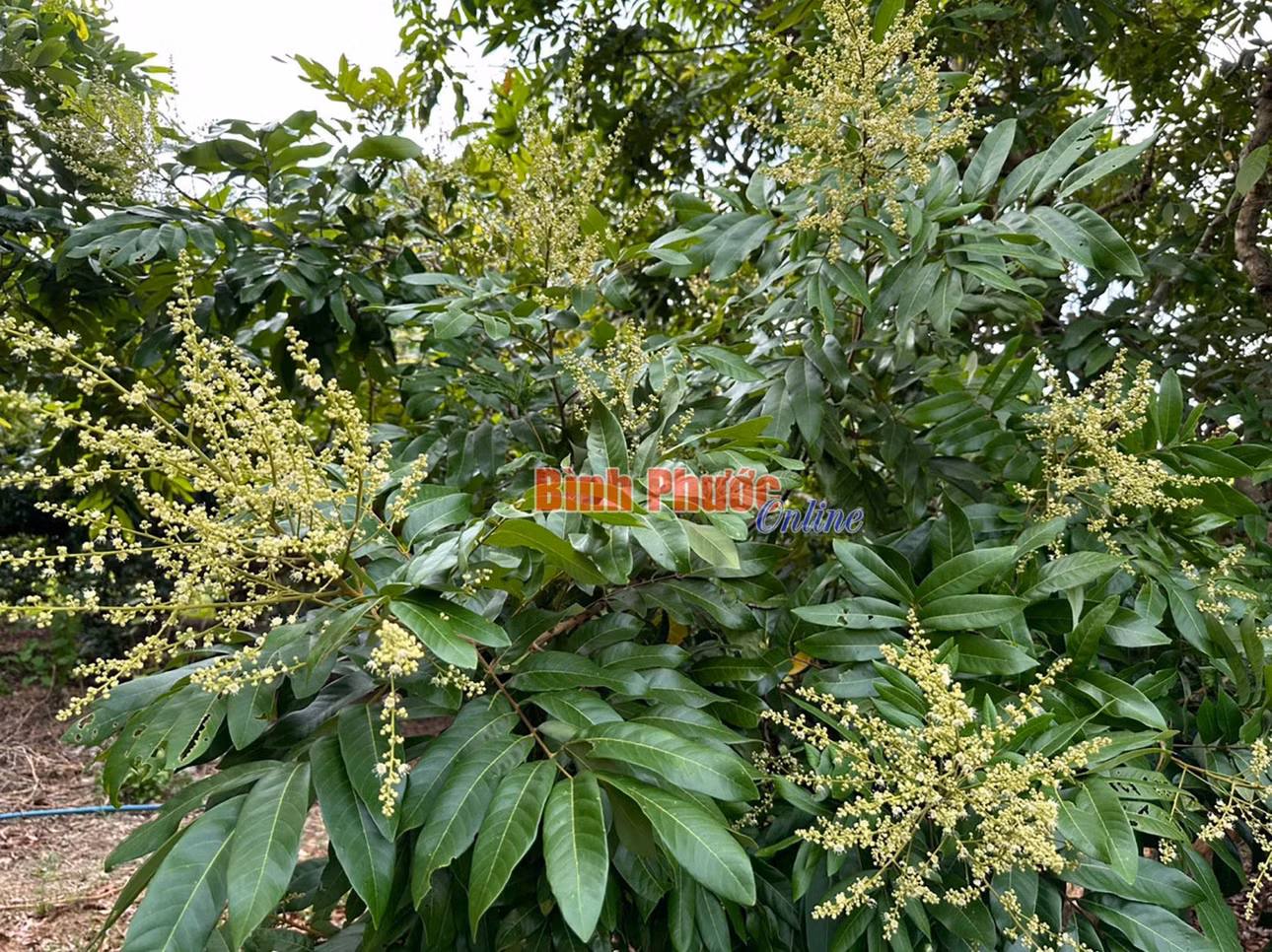 Vườn nhãn của hộ ông Nguyễn Văn Tiến ở ấp Thanh An, xã Thanh Lương đang ra hoa xổ nhụy