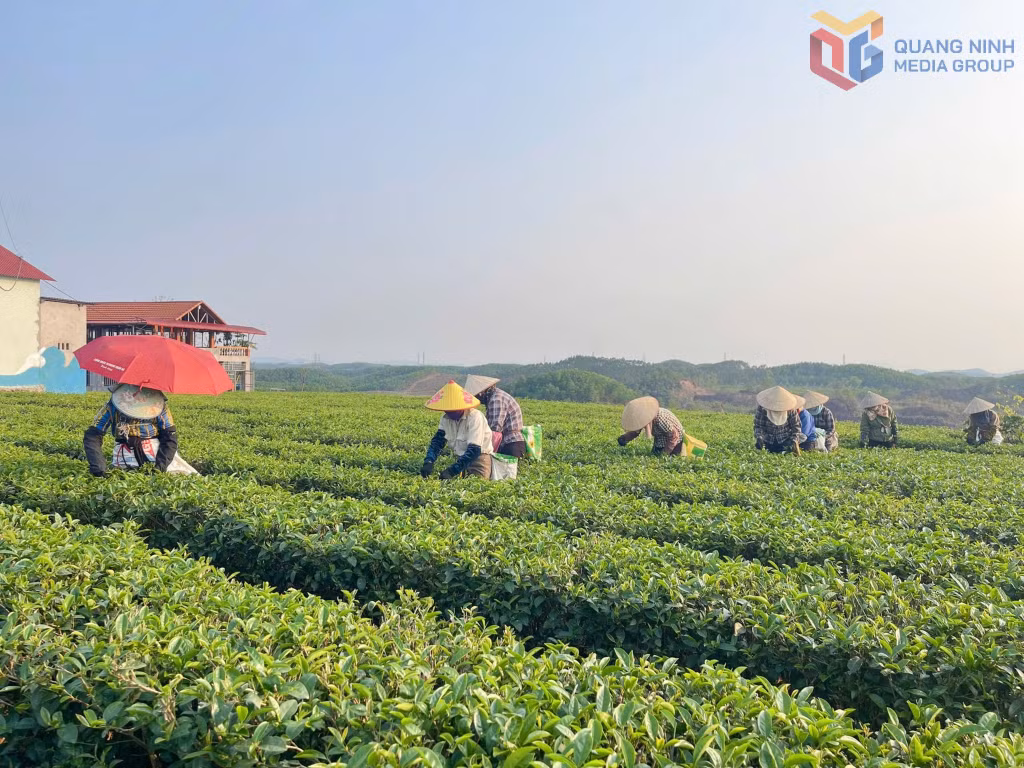 Xã Đường Hoa hiện có khoảng 120ha chè.