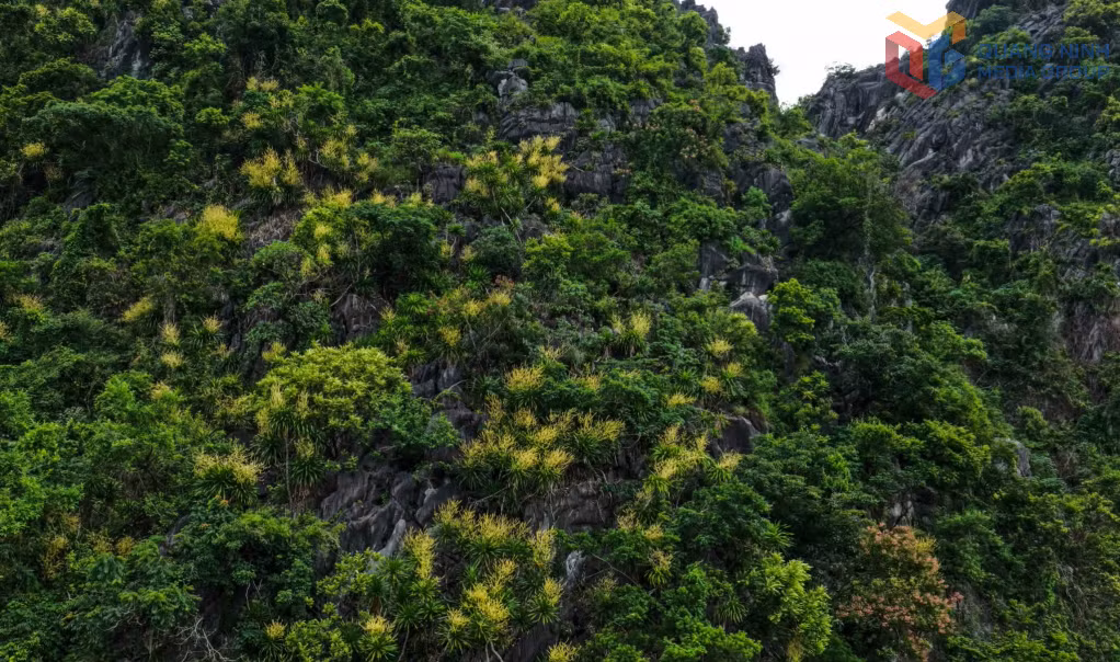 Những triền núi phủ kín màu xanh, xen lẫn vô vàn chùm hoa vàng đang bừng nở. Cả sườn đá như khoác lên mình chiếc áo mới, rực rỡ mà vẫn nguyên sơ, tĩnh lặng.