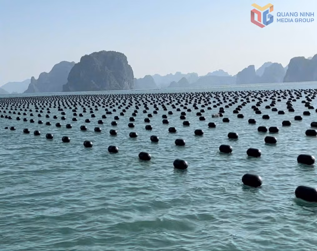 Nuôi nhuyễn thể trên diện tích mặt biển đặc khu Vân Đồn.