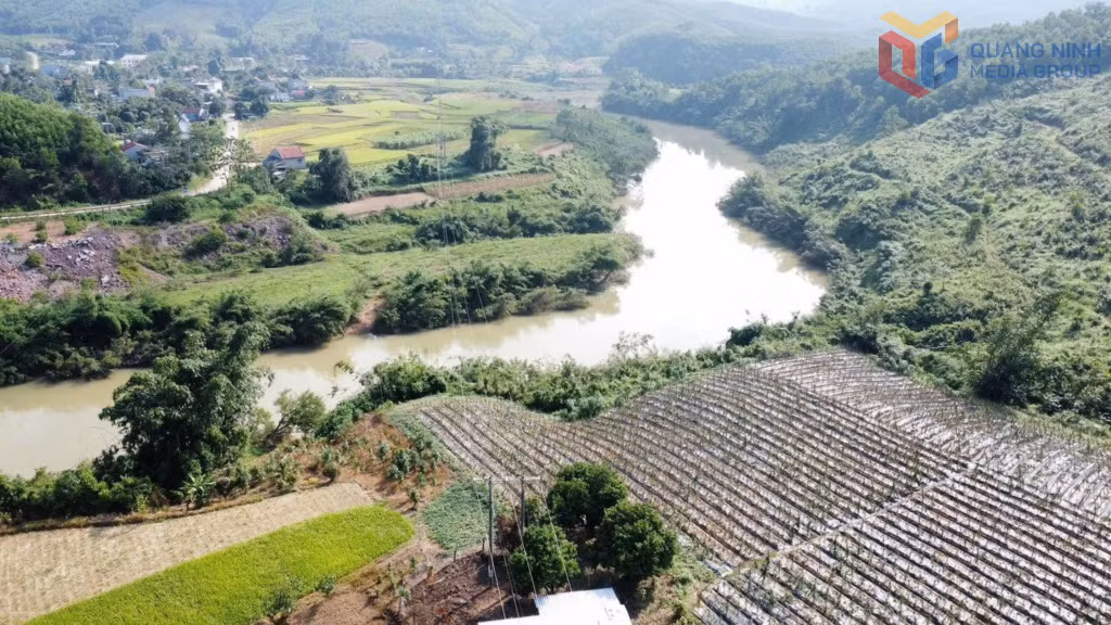 Diện tích trồng ba kích tại thôn Thanh Lâm, xã Kỳ Thượng.