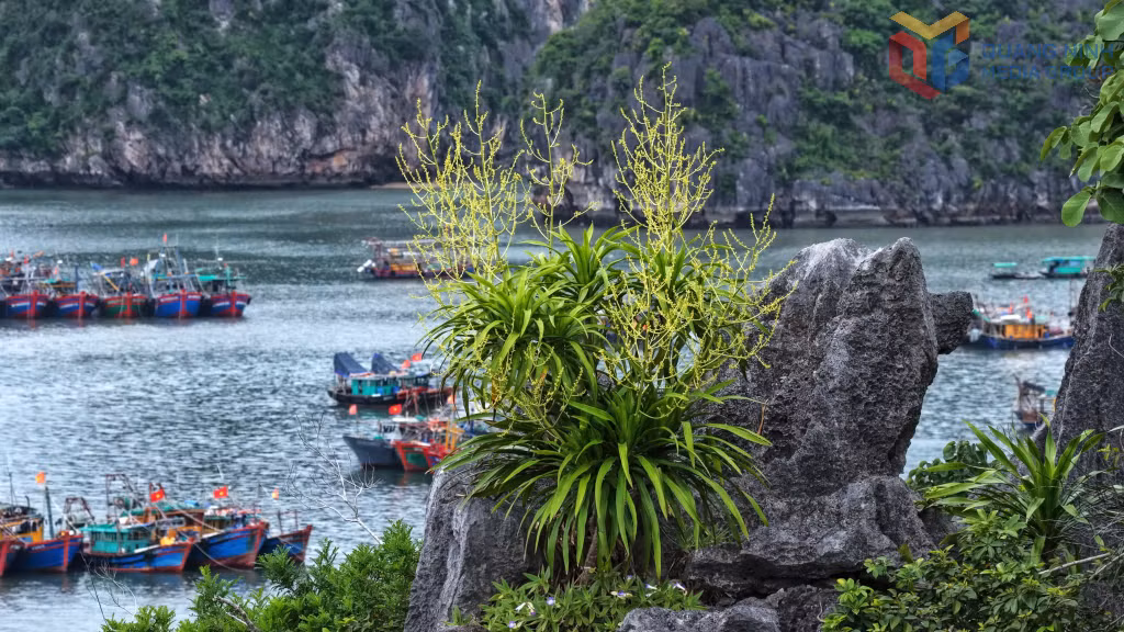 Bám chặt vào khối đá trong điều kiện khắc nghiệt, phất dụ vẫn xanh tốt và trổ hoa rực rỡ. Phía sau là những con tàu lặng lẽ xuôi ngược, làm nổi bật sự giao hòa giữa thiên nhiên và nhịp sống trên vịnh.