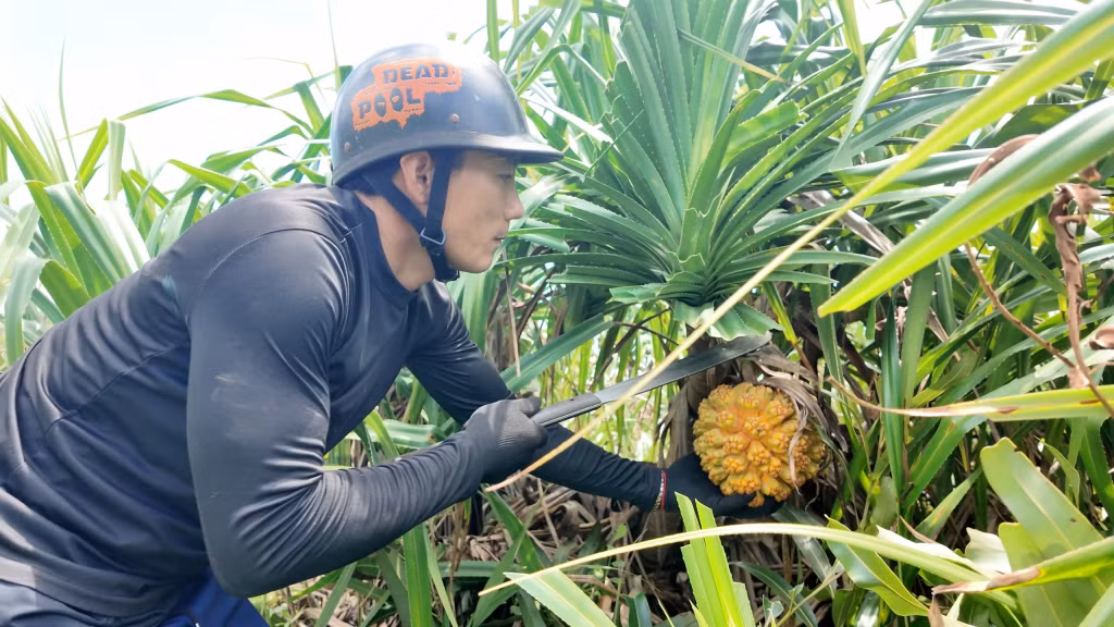 Hái dứa rừng là công việc đòi hỏi sự khéo léo bởi cây có nhiều gai nhọn, thường mọc trên địa hình dốc và rậm.