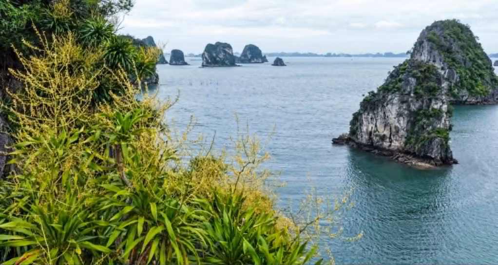 Từ đỉnh núi nhìn ra khơi xa, những bụi phất dụ hiện lên như những ngọn đuốc nhỏ, dẫn ánh nhìn qua từng lớp đảo đá trùng điệp, mở ra không gian mênh mang của kỳ quan thế giới.