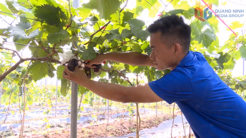 Mô hình trồng nho Hạ Đen của hộ nông dân tại thôn Đạp Thanh, xã Kỳ Thượng.