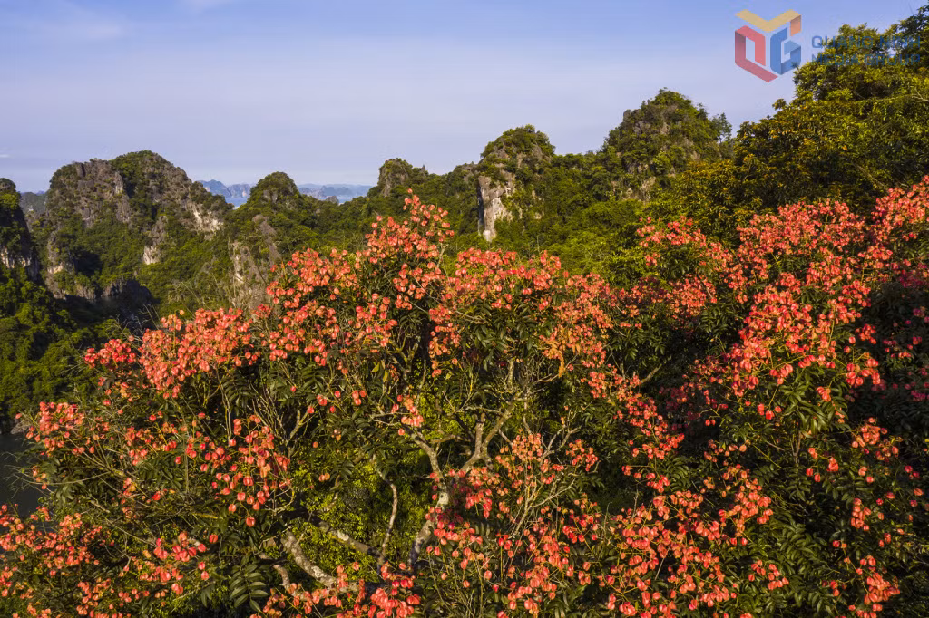 Cây bông mộc cổ thụ vào mùa bung nở, khoe vẻ đẹp giữa núi đá kỳ vĩ.