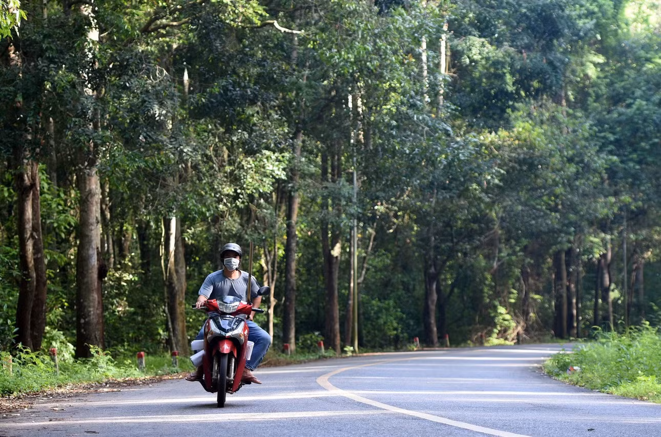 Người đi xe máy di chuyển dưới cánh rừng Xuân Sơn.