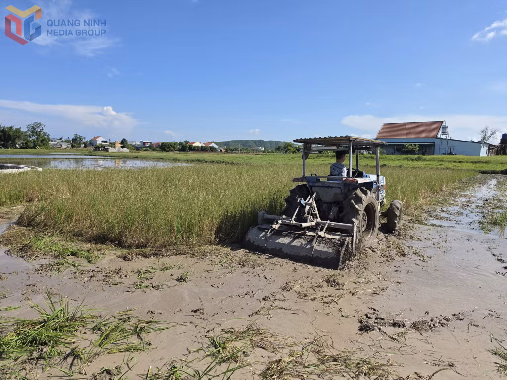 Tranh thủ có nước về, anh Đinh Văn Lực (thôn Hà Lai, xã Đầm Hà) cải tạo ruộng để cấy trồng vụ mới.