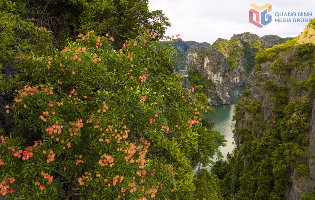  Mùa hoa bông mộc tô điểm thêm vẻ đẹp quyến rũ của Vịnh Hạ Long.