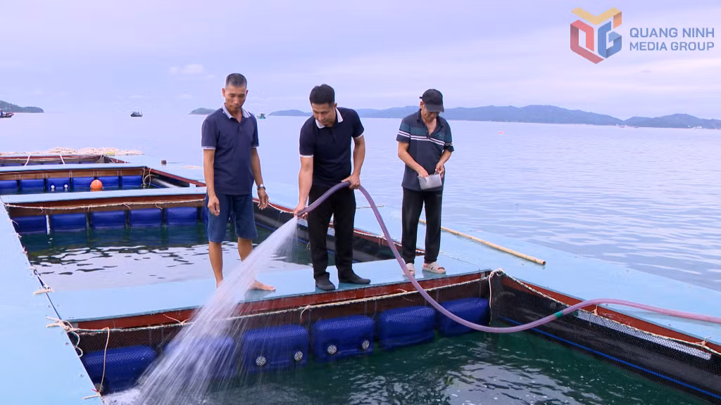 Công ty CP Mực nhảy Biển Đông sử dụng vật liệu nổi tiên tiến vào nuôi trồng thủy sản tại vùng biển Cô Tô.