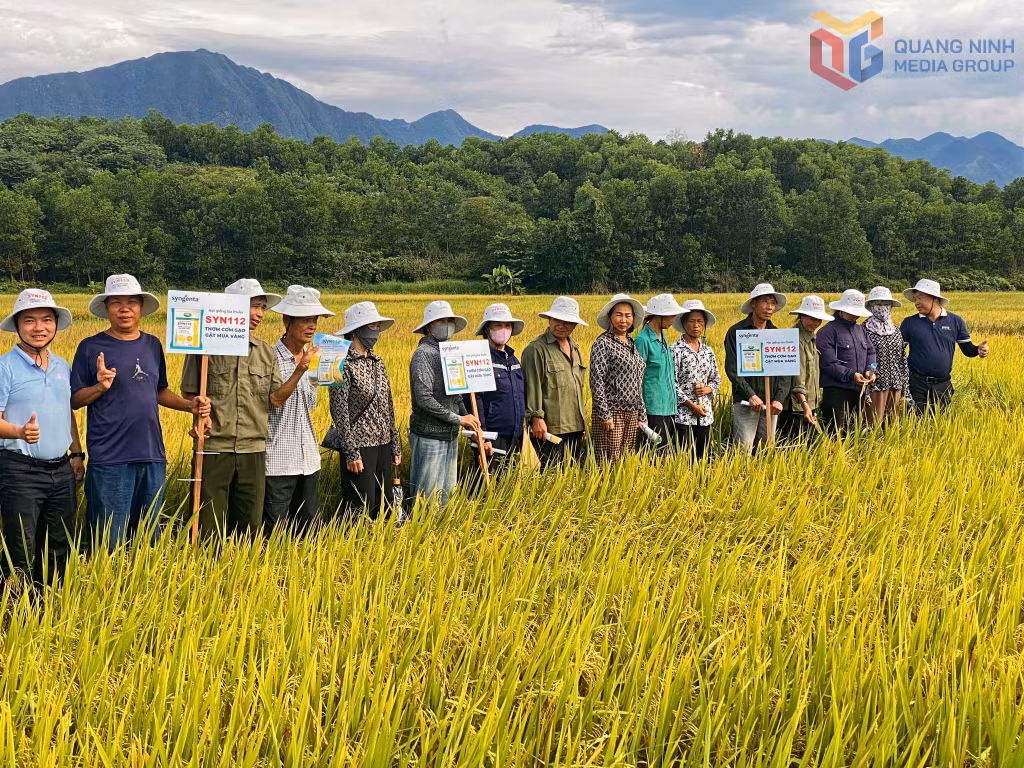 Nông dân xã Quảng Tân tham quan mô hình khảo nghiệm giống lúa chất lượng cao