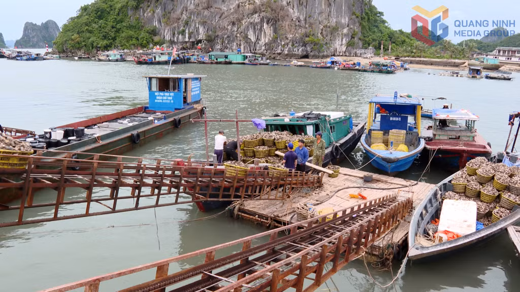 Mua bán, vận chuyển hải sản ở cảng Cái Rồng.