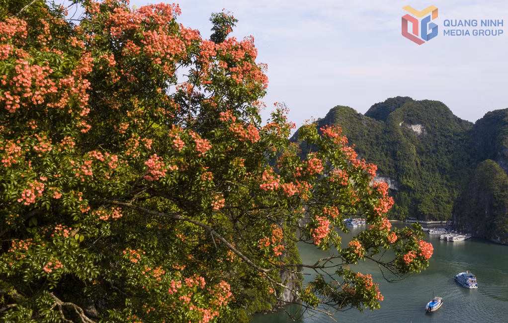 Sắc đỏ của hoa bông mộc vươn mình ra mặt vịnh, nổi bật giữa biển trời xanh biếc.