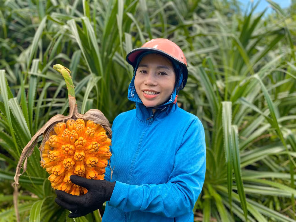 Nụ cười rạng rỡ của người dân khi thu hoạch trái dứa rừng vàng ươm sau hành trình băng rừng.